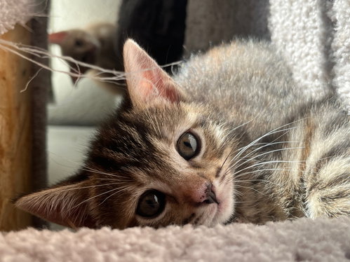 Photo 2 of Bean