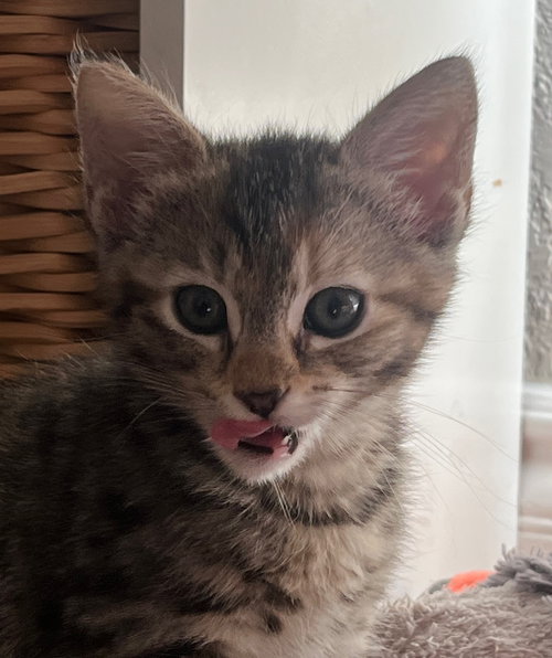 Photo 3 of Bean