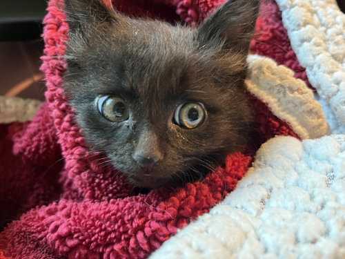 Lord Fluff Noir (& Marble McGee), Baby Domestic Medium Hair (medium coat), cat for adoption in Danville, California