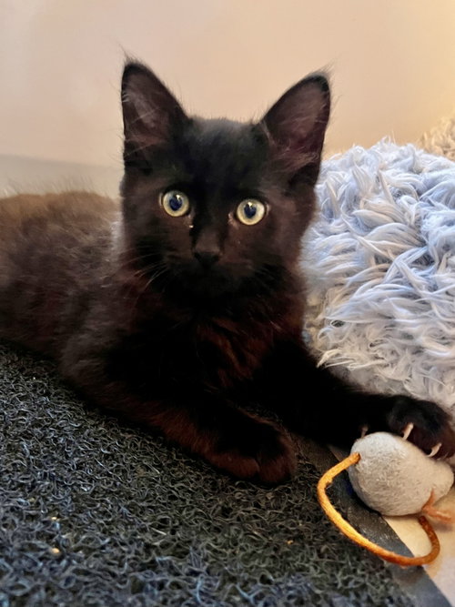 Lord Fluff Noir, Baby Domestic Medium Hair (medium coat), cat for adoption in Petaluma, California