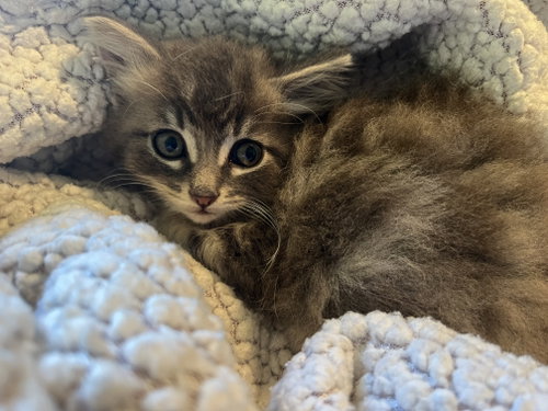 Marble McGee (& Lord Fluff Noir), Baby Domestic Long Hair / Tabby (long coat), cat for adoption in Danville, California