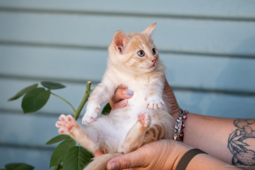 Sunshine (& Cloudy), Baby Tabby / Domestic Short Hair / Mixed (short coat), cat for adoption in San Bruno, California