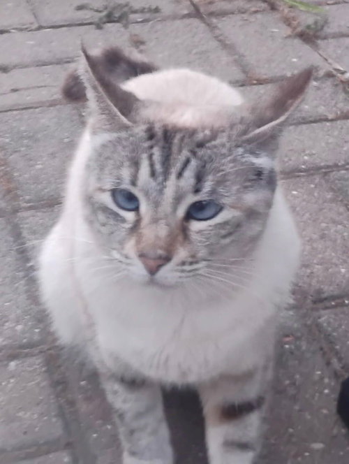 Lynx
