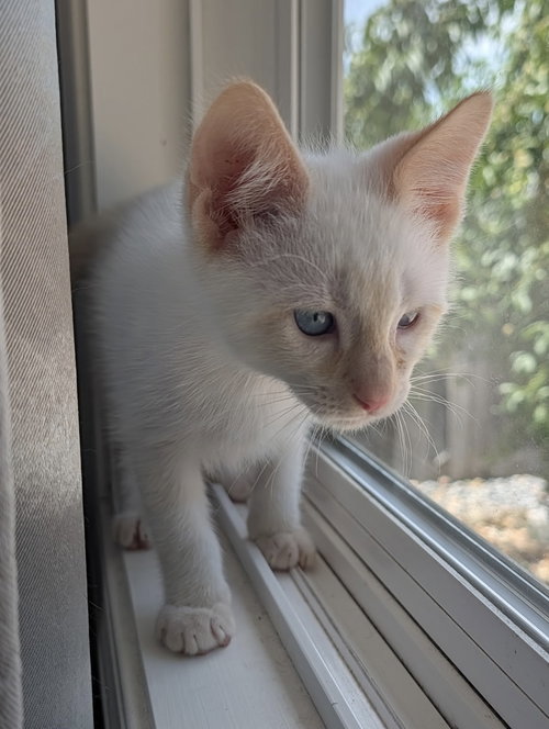 Aurelian, Baby Siamese (short coat), cat for adoption in Petaluma, California