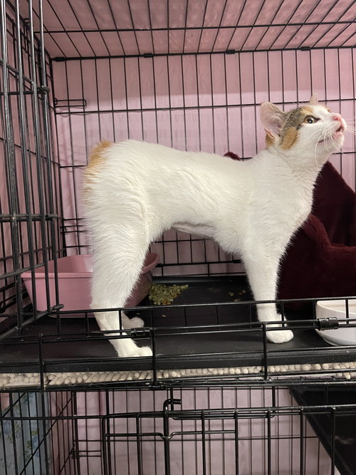 Molly the Manx, Young Domestic Short Hair / Calico (short coat), cat for adoption in Petaluma, California