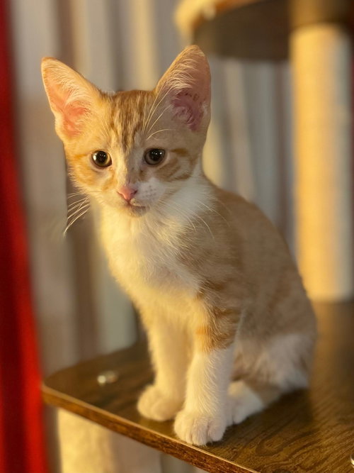 Fred