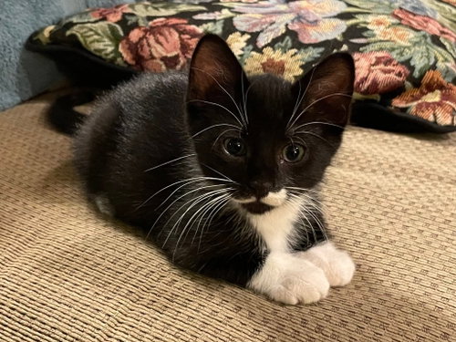 Otto