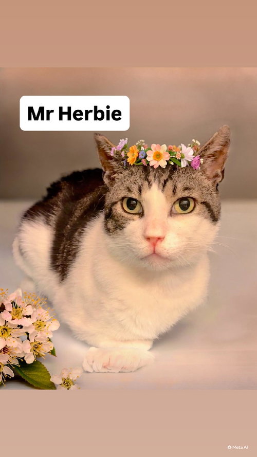 Mr Herbie at Martinez Pet Food Express June 13th