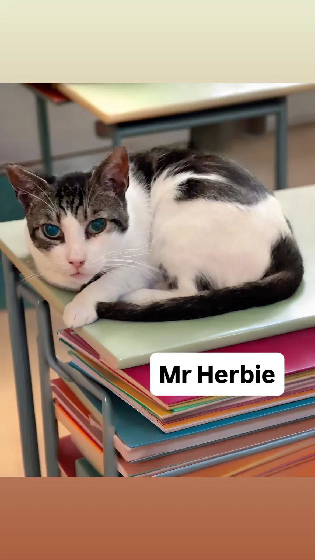 Mr Herbie At Martinez Pet Food Express June Th - Domestic Short Hair