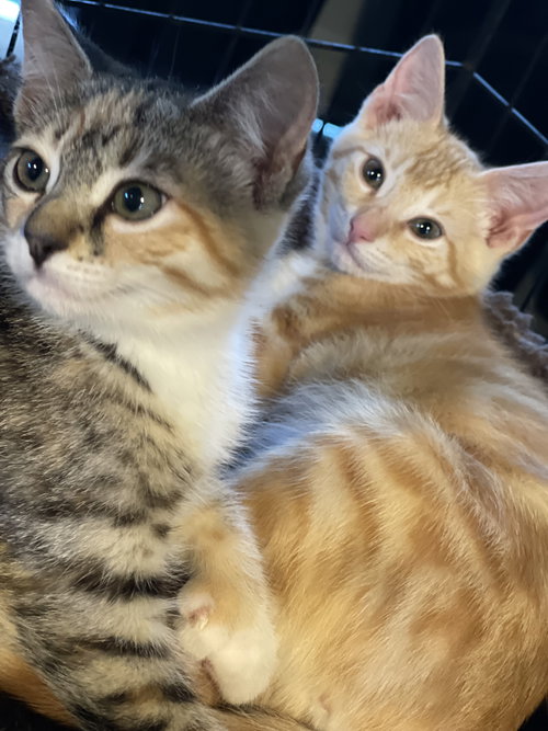 Molly and Pauly