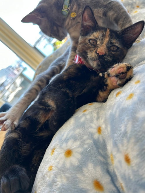 Cinnamon