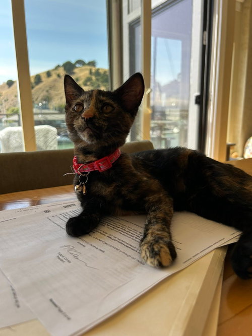 Photo 2 of Cinnamon
