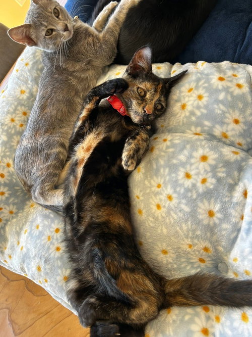 Photo 4 of Cinnamon