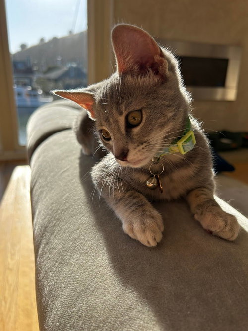 Gimlet
