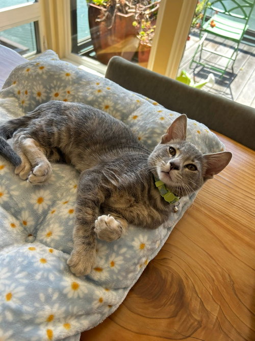 Photo 2 of Gimlet