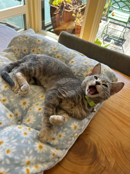 Photo 4 of Gimlet