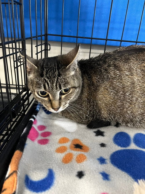 Little Gray, Adult Tabby / Abyssinian (short coat), cat for adoption in Livermore, California