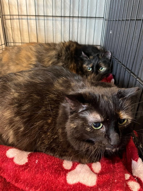 Big Cat and Lady Cat