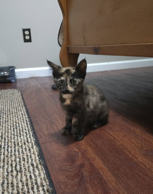 Darcey and Cici, an adoptable Bombay in Walnut Creek, CA