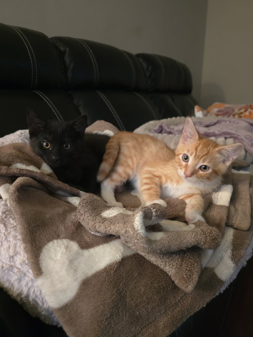 Photo 3 of Ralphie and Wally