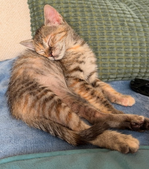 Girly, Baby Torbie / Domestic Short Hair (short coat), cat for adoption in Pittsburg, California