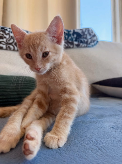 Noon, Baby American Shorthair (short coat), cat for adoption in Pittsburg, California