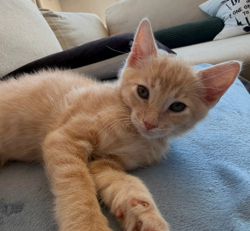 Noon, an adoptable American Shorthair in Walnut Creek, CA