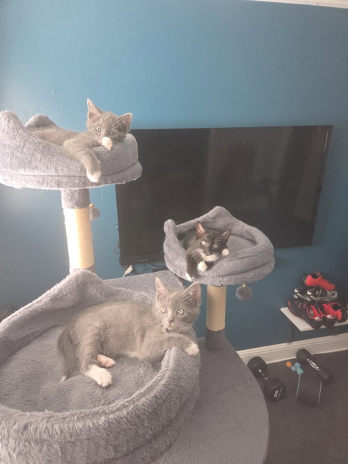 Photo 4 of Tippy, Stash and Tux