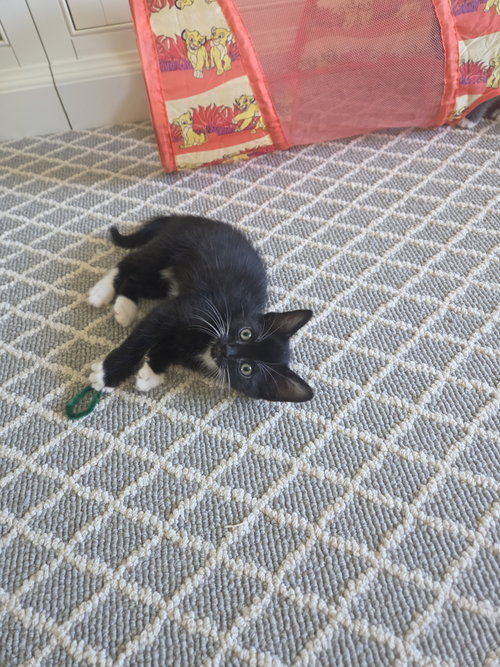 Tux, Stash, Tippy