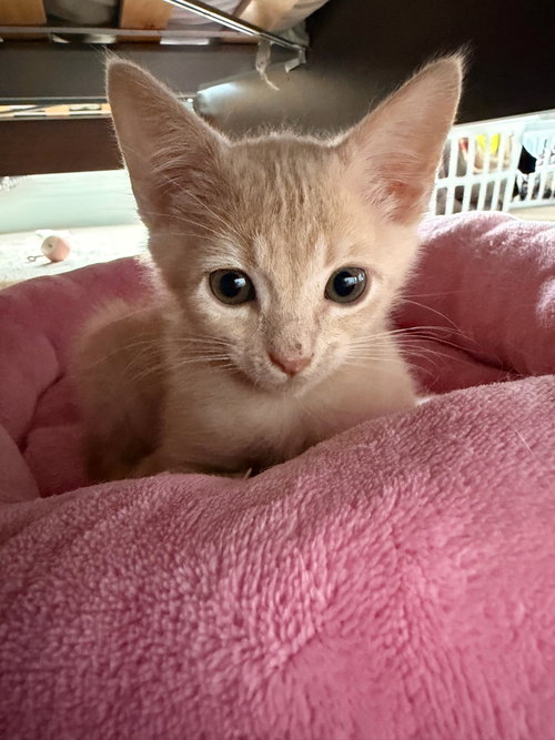 Joon, Baby American Shorthair (short coat), cat for adoption in Pittsburg, California