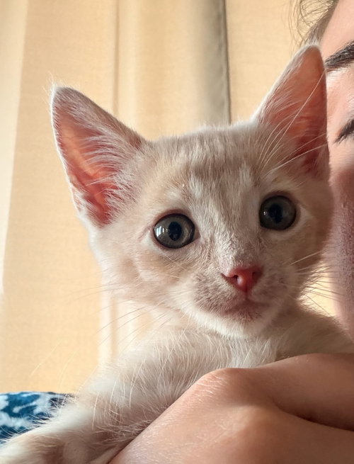 Joon, Baby American Shorthair (short coat), cat for adoption in Hayward, California