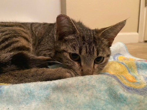Photo 5 of Daisy