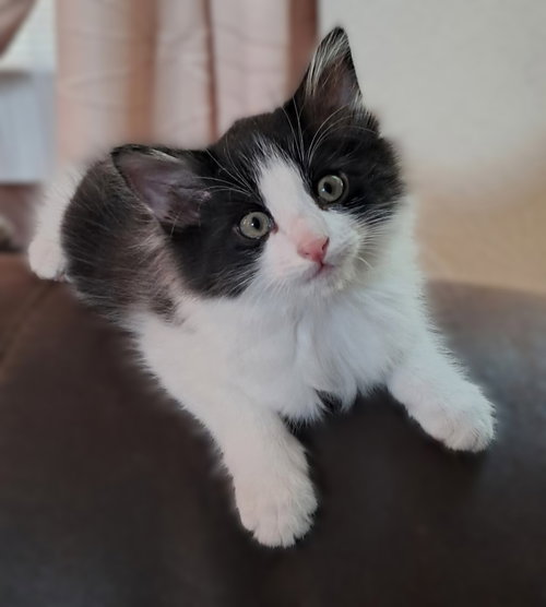Chonkers, an adoptable Tuxedo in Walnut Creek, CA