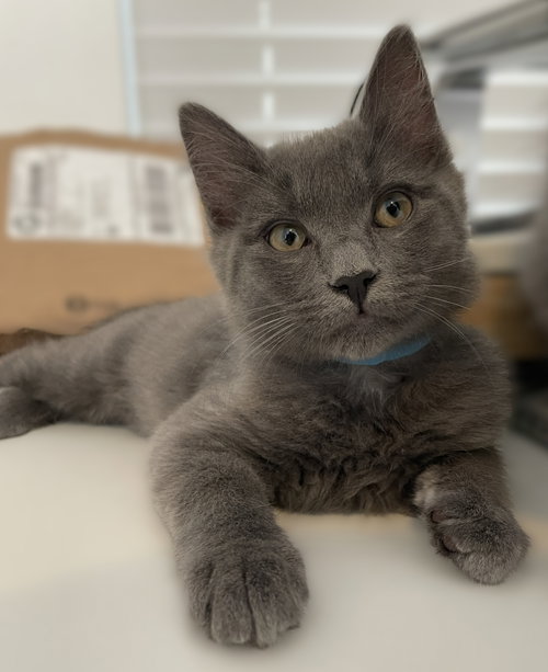 Mushu