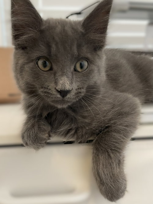 Miso