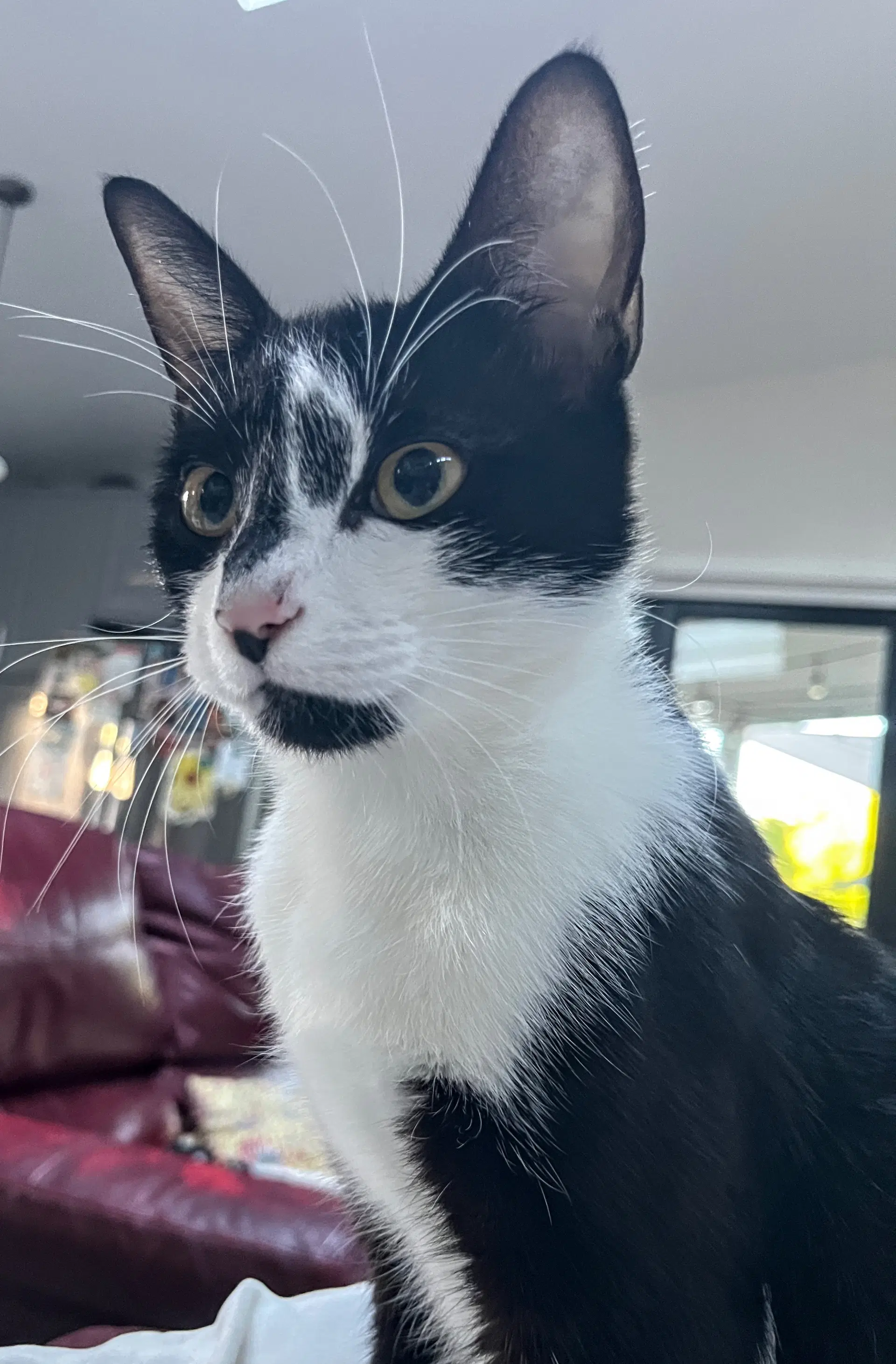 Flame And Raindrop - Tuxedo