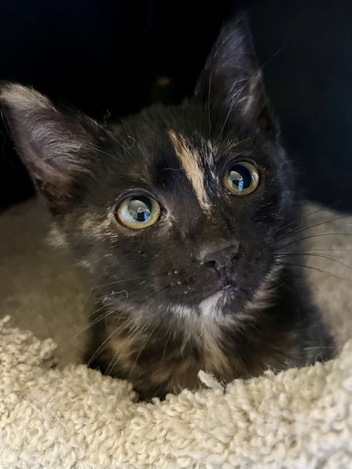 Ember, Baby Tortoiseshell / Domestic Short Hair / Mixed (short coat), cat for adoption in Cupertino, California