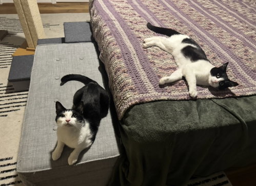 Photo 2 of Daffy and Goofy