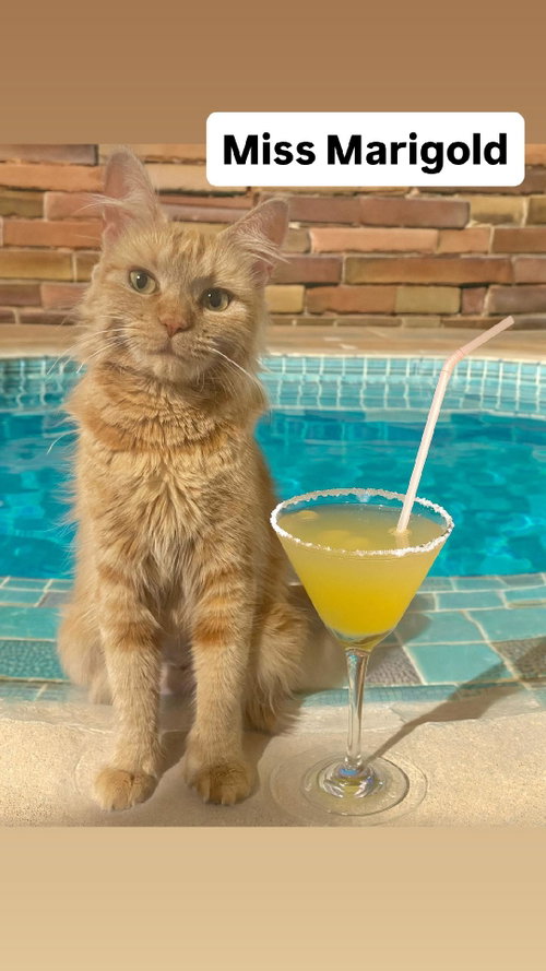 Miss Marigold at Martinez Pet Food Express June 27