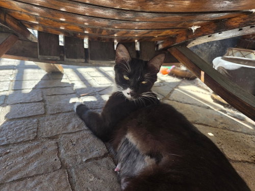 Photo 2 of Flo and her kittens Siddhartha, Bart, and Gordon