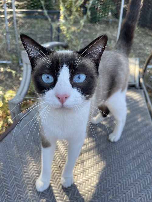 Elsa