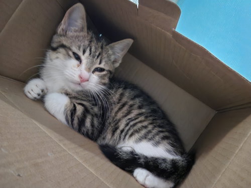 Les, Baby Domestic Short Hair / Domestic Short Hair / Mixed (short coat), cat for adoption in Cupertino, California