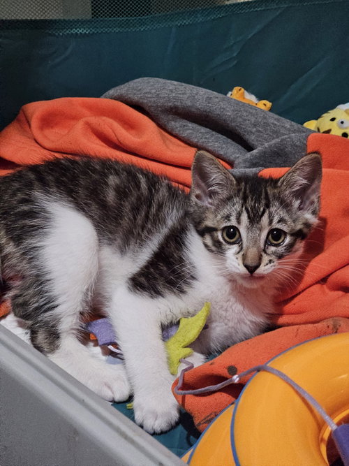 Ler, Baby Domestic Medium Hair / Domestic Short Hair / Mixed (short coat), cat for adoption in Cupertino, California