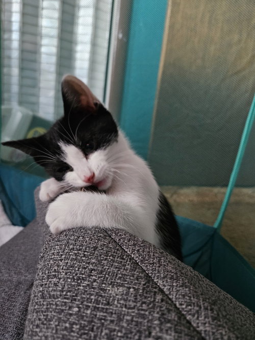 Hoeffer, Baby Domestic Medium Hair / Domestic Short Hair / Mixed (short coat), cat for adoption in Cupertino, California