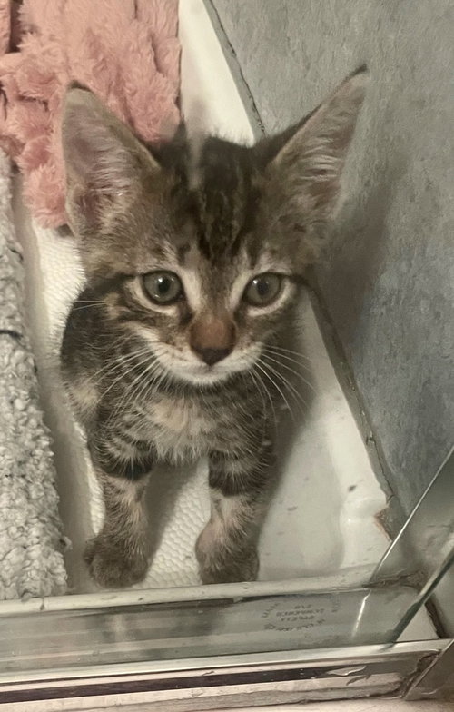 Ziggy, Baby Domestic Short Hair / Domestic Short Hair / Mixed (short coat), cat for adoption in Campbell, California