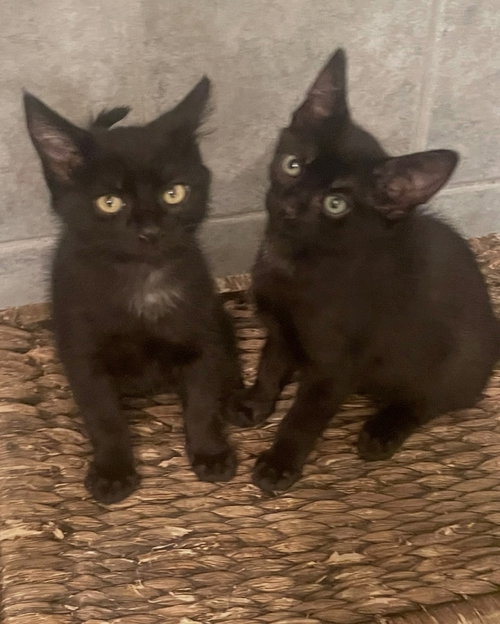 Legend, Baby Domestic Short Hair / Domestic Short Hair / Mixed (short coat), cat for adoption in Campbell, California