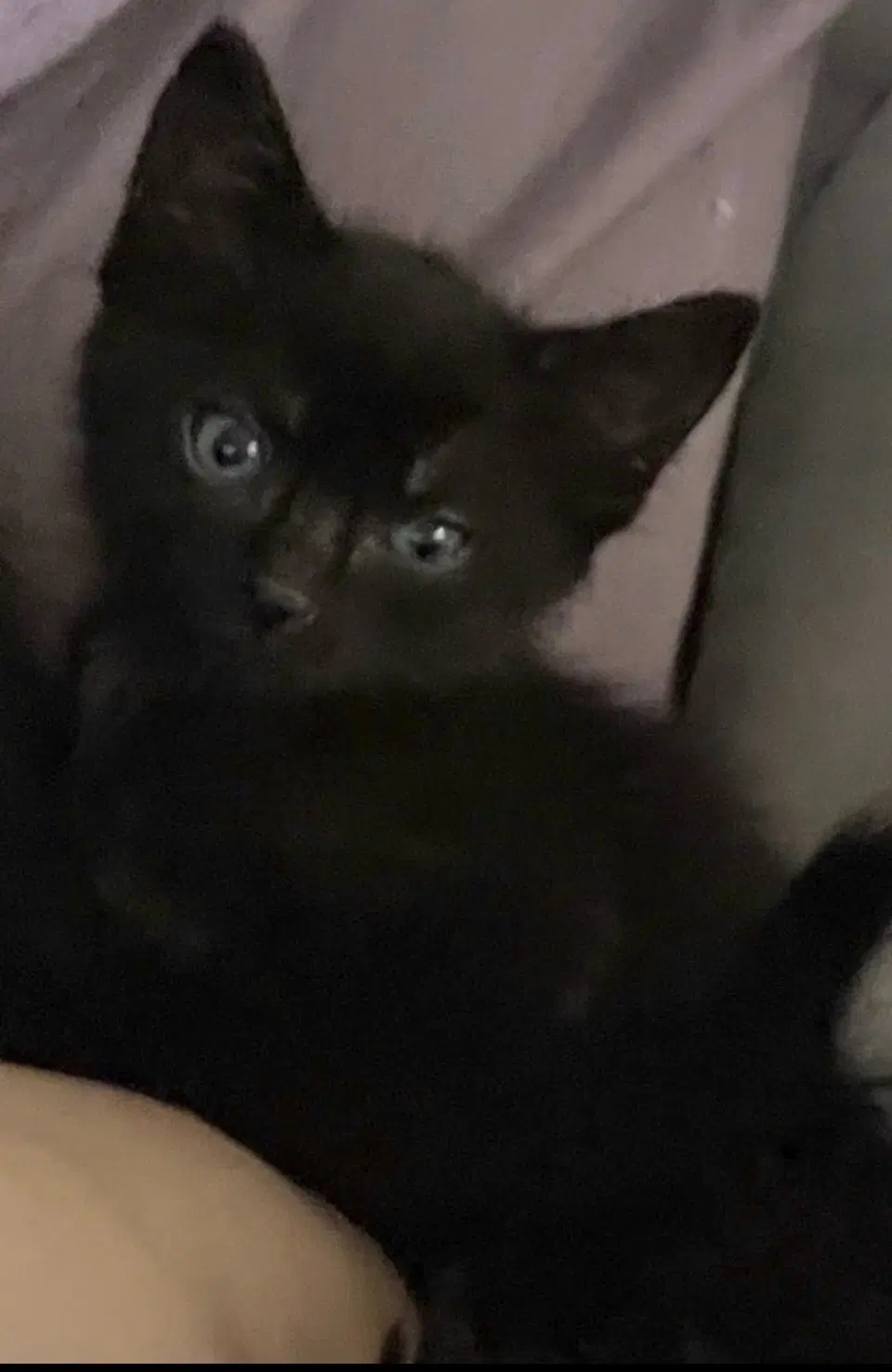 Ling - Domestic Short Hair