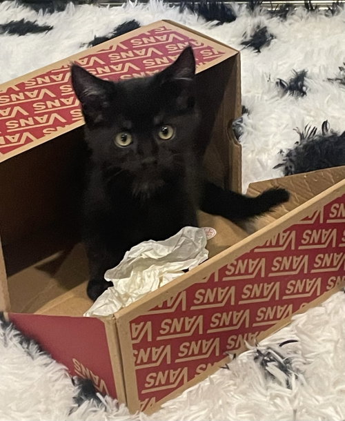 Hendrix, Baby Domestic Short Hair / Domestic Short Hair / Mixed (short coat), cat for adoption in Campbell, California