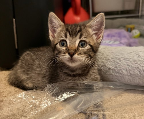 Hajji, Baby Tabby (short coat), cat for adoption in Hayward, California