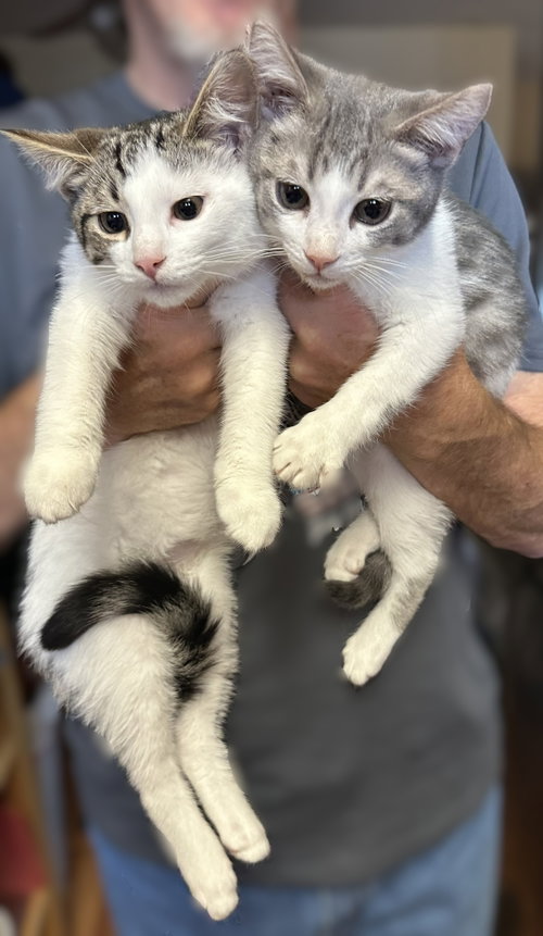 Beau & Luke, Baby Domestic Short Hair / Tabby / Mixed (short coat), cat for adoption in Hayward, California